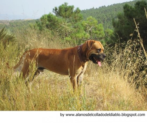 Alano Español Dogs Raza - Características, Fotos & Precio | MundoAnimalia