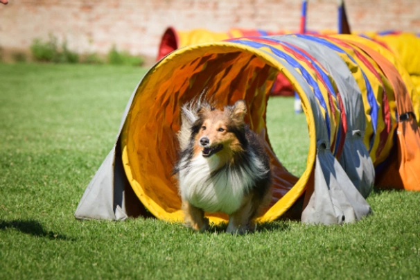 Shetland Sheepdog (Sheltie) Dogs Ras: Karakter, Levensduur & Prijs | Puppyplaats