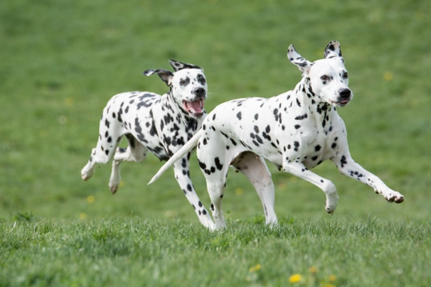 Dalmatiër Dogs Ras: Karakter, Levensduur & Prijs | Puppyplaats