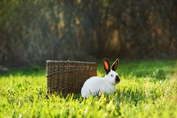 Californian Rabbits Breed - Information, Temperament, Size & Price | Pets4Homes