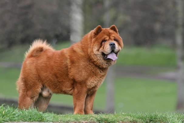 Chow Chow Dogs Raza - Características, Fotos & Precio | MundoAnimalia