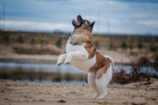 American Akita Dogs Ras: Karakter, Levensduur & Prijs | Puppyplaats