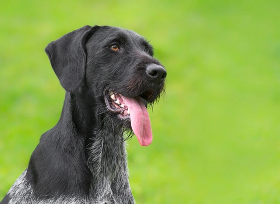 Braco Alemán de Pelo Duro Dogs Raza - Características, Fotos & Precio | MundoAnimalia