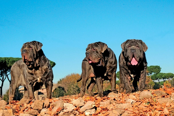 Neapolitan Mastiff Dogs Breed - Information, Temperament, Size & Price | Pets4Homes