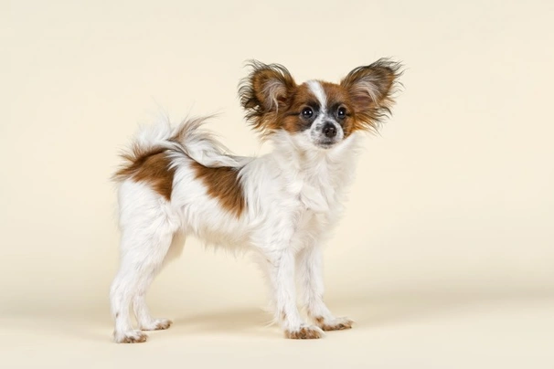 Papillon Dogs Breed - Information, Temperament, Size & Price | Pets4Homes