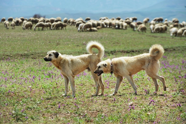 Anatolian Shepherd Dogs Breed - Information, Temperament, Size & Price | Pets4Homes