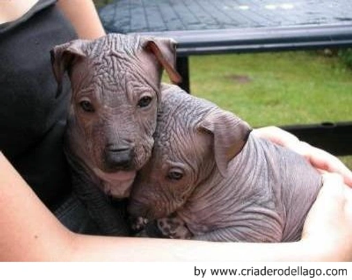 Xoloitzcuintle - Perro Sin Pelo Mexicano Dogs Raza - Características, Fotos & Precio | MundoAnimalia