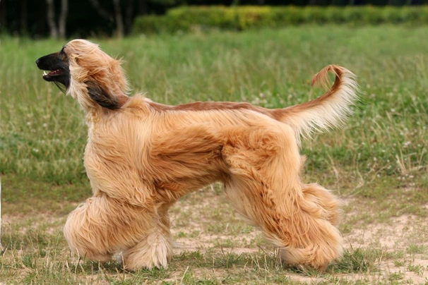 Afghaanse Windhond Dogs Ras: Karakter, Levensduur & Prijs | Puppyplaats