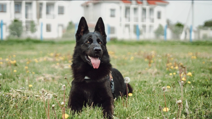 Duitse Herder Dogs Ras: Karakter, Levensduur & Prijs | Puppyplaats