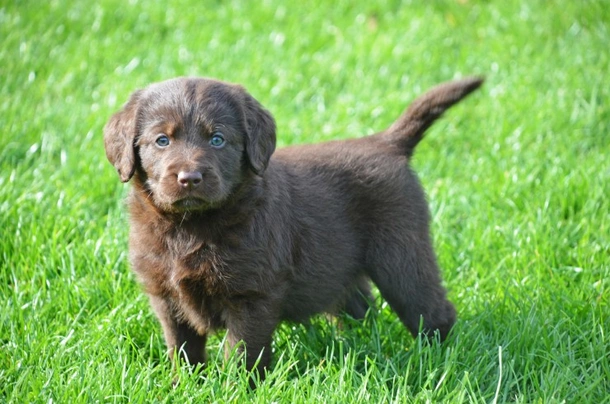 Labradoodle Dogs Ras: Karakter, Levensduur & Prijs | Puppyplaats