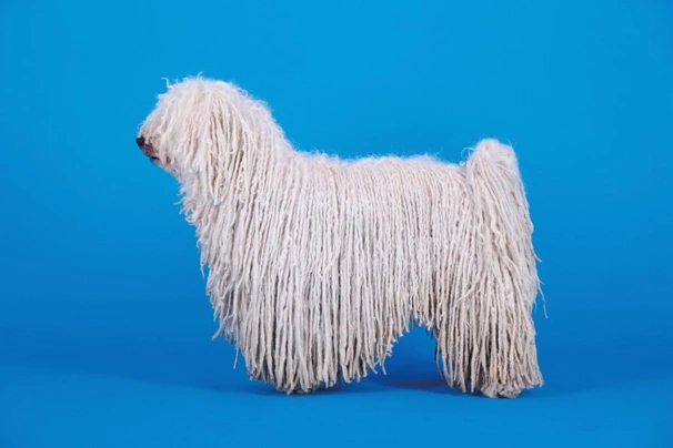 Hungarian Puli Dogs Breed - Information, Temperament, Size & Price | Pets4Homes