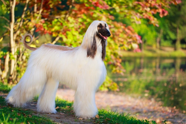 Afghan Hound Dogs Breed - Information, Temperament, Size & Price | Pets4Homes