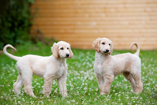 Afghaanse Windhond Dogs Ras: Karakter, Levensduur & Prijs | Puppyplaats