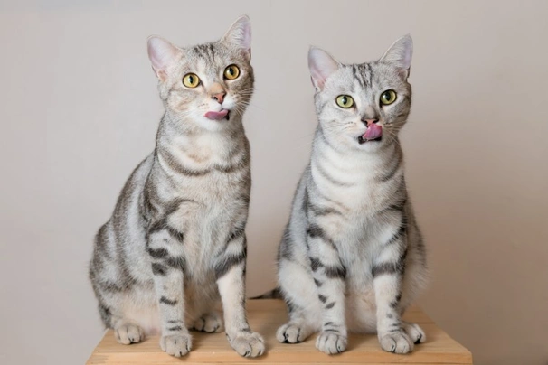 American Shorthair Cats Breed - Information, Temperament, Size & Price | Pets4Homes