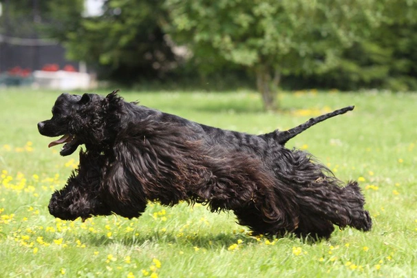 Amerikaanse Cocker Spaniel Dogs Ras: Karakter, Levensduur & Prijs | Puppyplaats