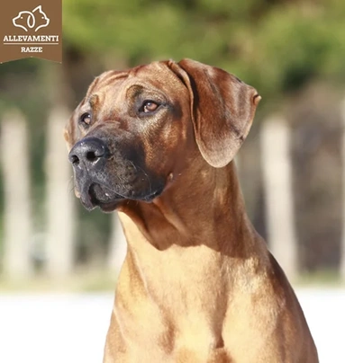 Rhodesian Ridgeback Dogs Ras: Karakter, Levensduur & Prijs | Puppyplaats