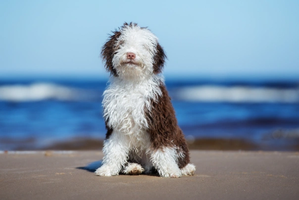 Spanish Water Dog Dogs Breed - Information, Temperament, Size & Price | Pets4Homes