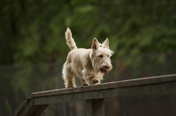 Scottish Terrier Dogs Breed - Information, Temperament, Size & Price | Pets4Homes