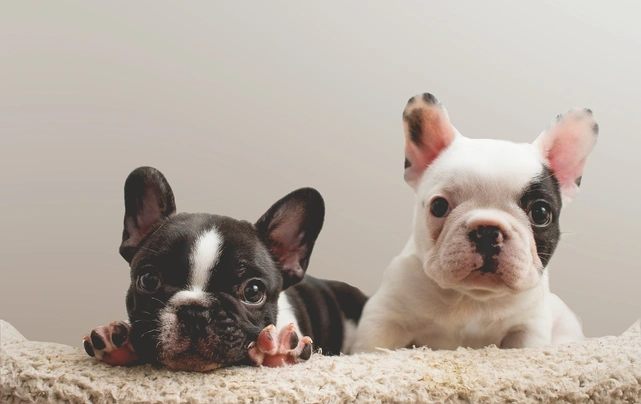 Franse Bulldog Dogs Ras: Karakter, Levensduur & Prijs | Puppyplaats