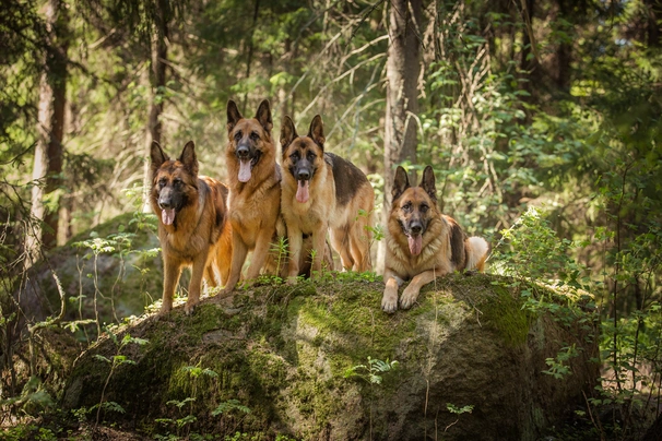 Duitse Herder Dogs Ras: Karakter, Levensduur & Prijs | Puppyplaats