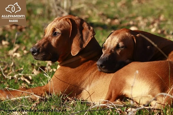 Rhodesian Ridgeback Dogs Ras: Karakter, Levensduur & Prijs | Puppyplaats