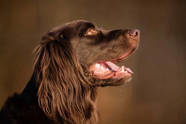 German Longhaired Pointer Dogs Breed - Information, Temperament, Size & Price | Pets4Homes