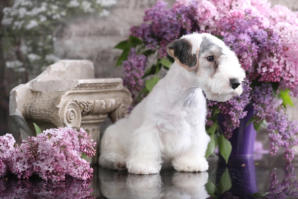 Sealyham Terrier Dogs Breed - Information, Temperament, Size & Price | Pets4Homes