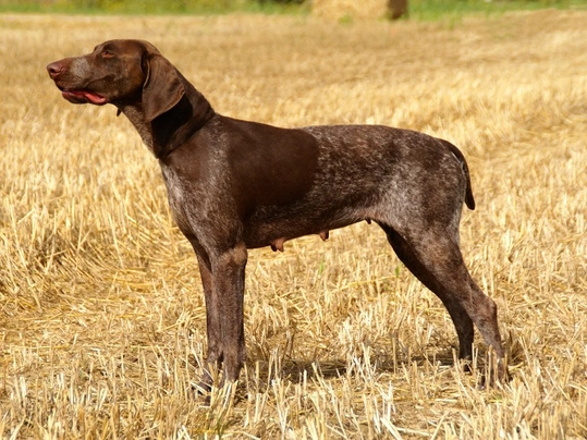 German Shorthaired Pointer Dogs Breed - Information, Temperament, Size & Price | Pets4Homes