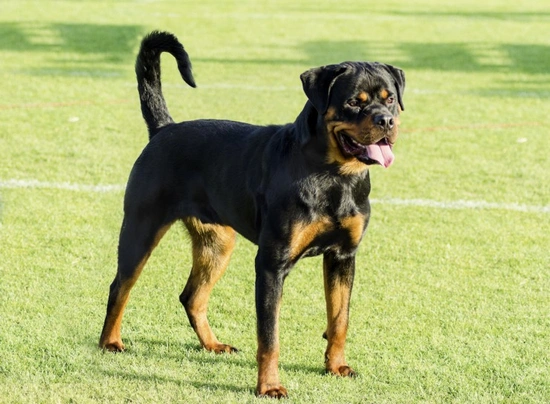 Rottweiler Dogs Breed - Information, Temperament, Size & Price | Pets4Homes