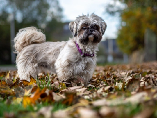 Shih Tzu Dogs Ras: Karakter, Levensduur & Prijs | Puppyplaats