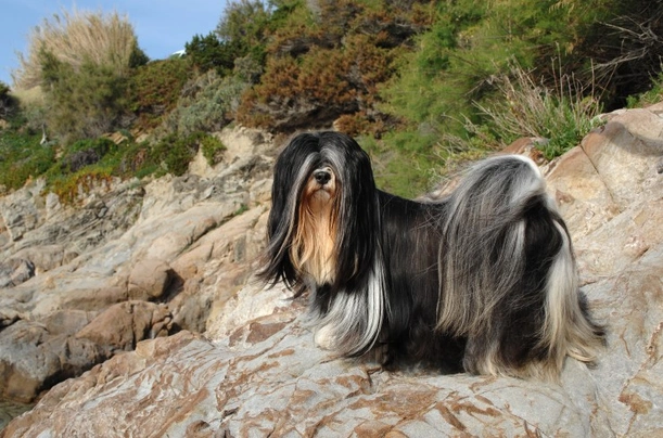 Lhasa Apso Dogs Ras: Karakter, Levensduur & Prijs | Puppyplaats