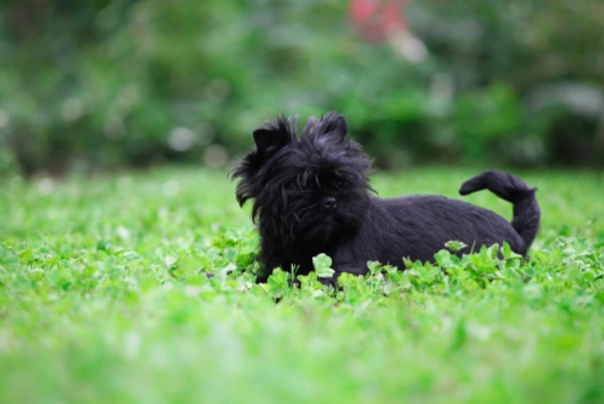 Affenpinscher Dogs Raza - Características, Fotos & Precio | MundoAnimalia