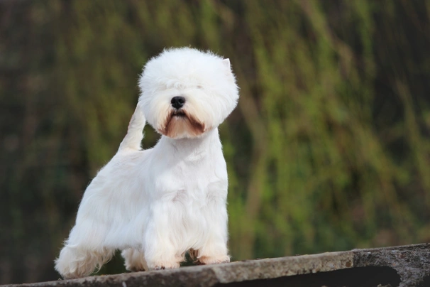 West Highland White Terrier Dogs Raza - Características, Fotos & Precio | MundoAnimalia