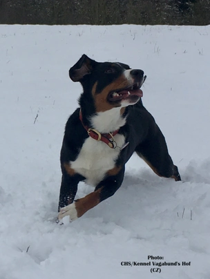 Appenzeller Sennenhond Dogs Ras: Karakter, Levensduur & Prijs | Puppyplaats