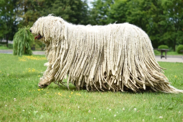 Komondor Dogs Breed - Information, Temperament, Size & Price | Pets4Homes