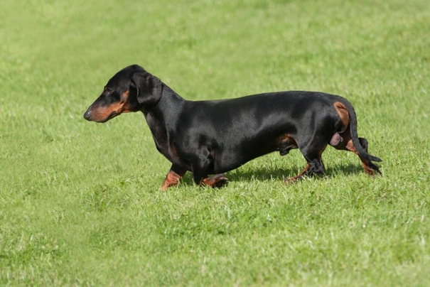 Miniature Dachshund Dogs Breed - Information, Temperament, Size & Price | Pets4Homes