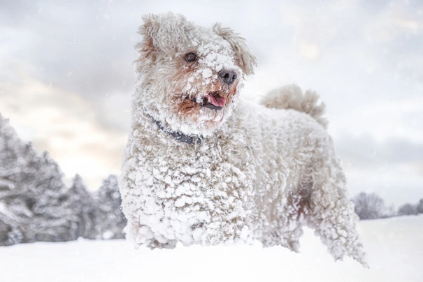 Hungarian Pumi Dogs Breed - Information, Temperament, Size & Price | Pets4Homes