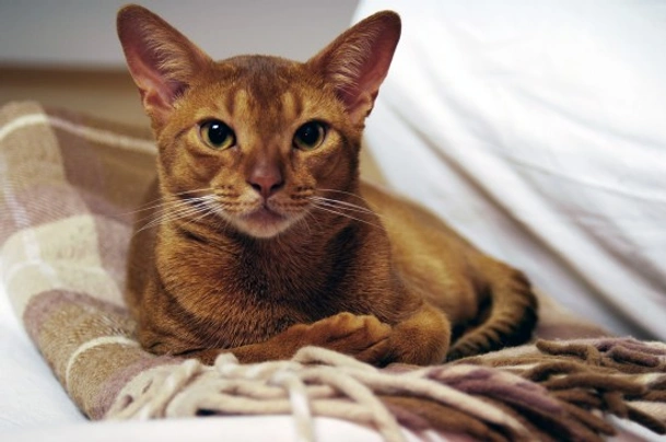 Abyssinian Cats Breed - Information, Temperament, Size & Price | Pets4Homes