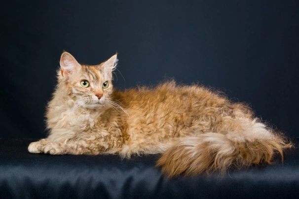 LaPerm Cats Breed - Information, Temperament, Size & Price | Pets4Homes