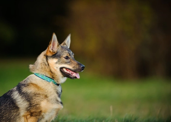 Swedish Vallhund Dogs Breed - Information, Temperament, Size & Price | Pets4Homes