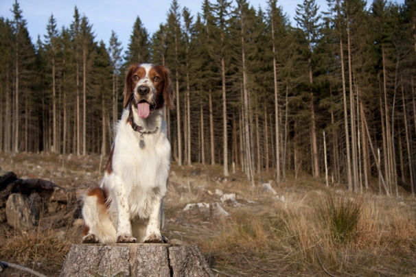 Welsh Springer Spaniel Dogs Breed - Information, Temperament, Size & Price | Pets4Homes