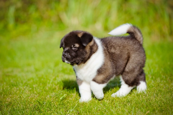 American Akita Dogs Ras: Karakter, Levensduur & Prijs | Puppyplaats