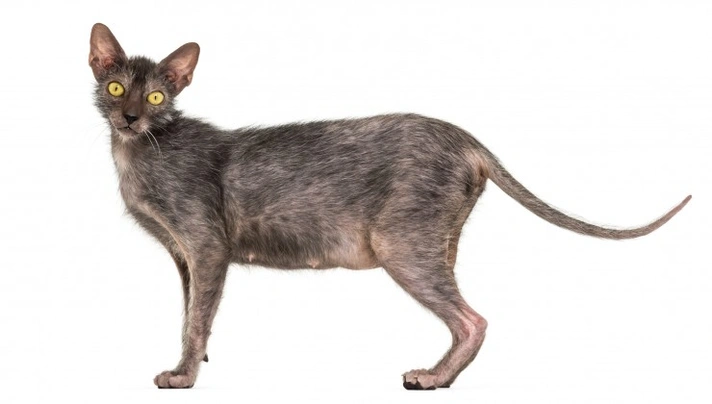 Lykoi Cats Breed - Information, Temperament, Size & Price | Pets4Homes