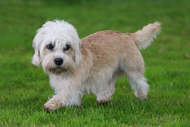 Dandie Dinmont Terrier Dogs Breed - Information, Temperament, Size & Price | Pets4Homes