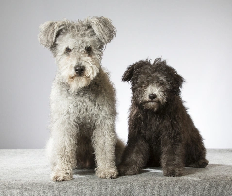 Hungarian Pumi Dogs Breed - Information, Temperament, Size & Price | Pets4Homes