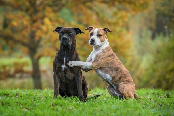 American Staffordshire Terriër Dogs Ras: Karakter, Levensduur & Prijs | Puppyplaats