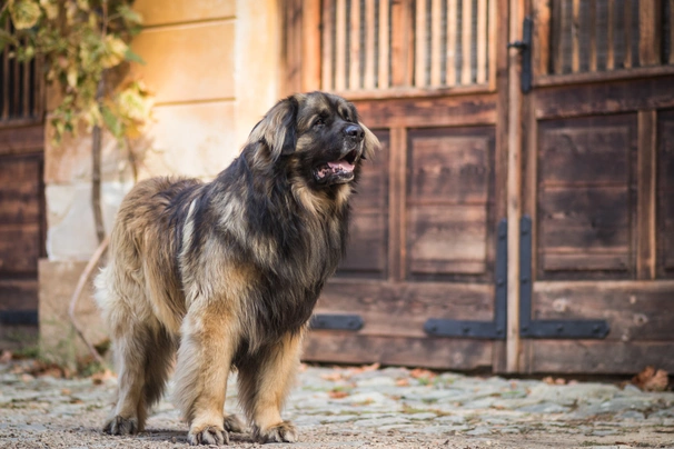 Leonberger Dogs Breed - Information, Temperament, Size & Price | Pets4Homes