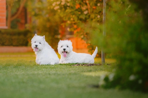 West Highland White Terrier Dogs Raza - Características, Fotos & Precio | MundoAnimalia