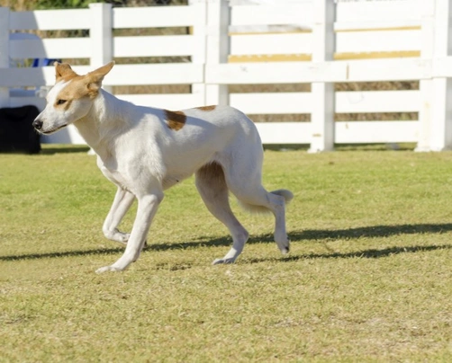 Canaan Dog Dogs Breed - Information, Temperament, Size & Price | Pets4Homes