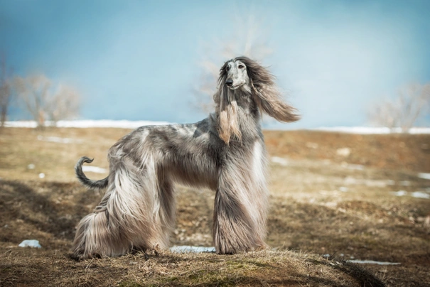 Afghaanse Windhond Dogs Ras: Karakter, Levensduur & Prijs | Puppyplaats